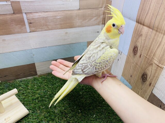 オカメインコ