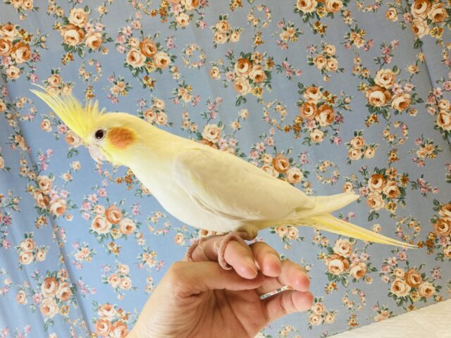 オカメインコ