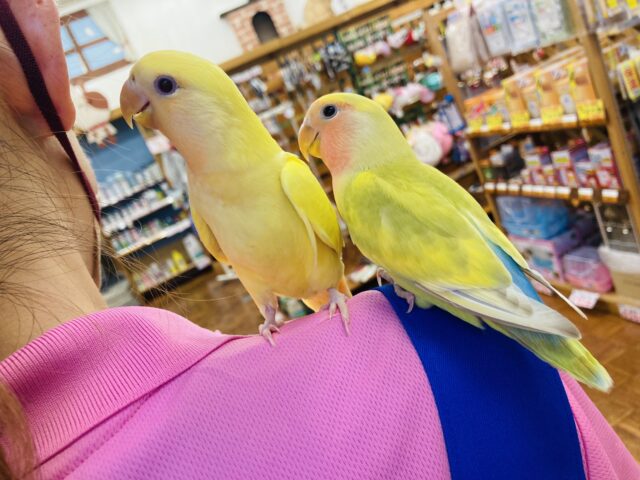 コザクラインコ（小桜インコ）