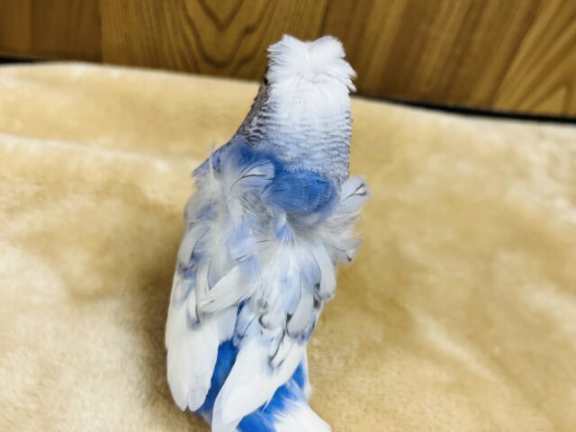 羽衣セキセイインコ