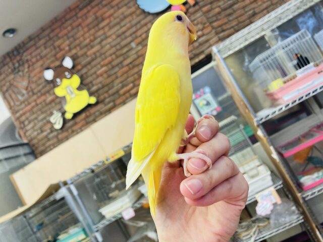 最新画像🌟激推し❤︎元気いっぱいアピールするよ🌞✨手乗りコザクラインコ(ルチノー)🪶✨ コザクラインコ(小桜インコ)