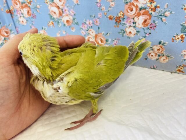 オキナインコ