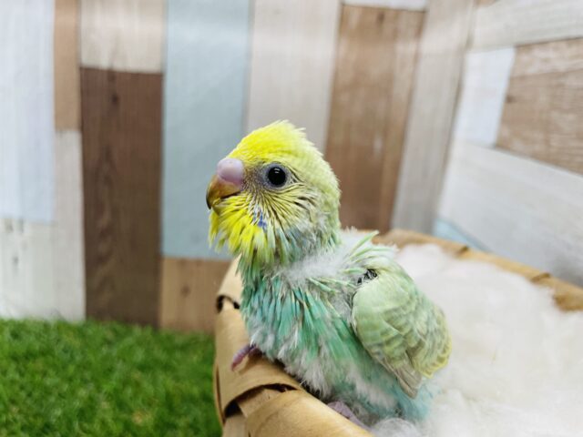 セキセイインコ