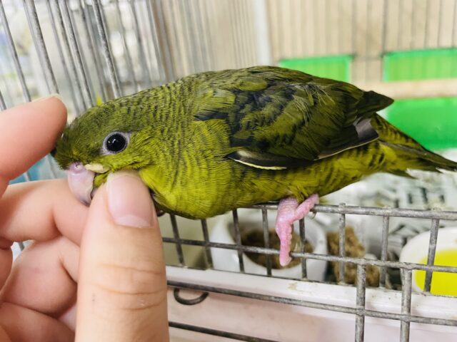 1人餌!最新画像になりますよ⭐️羽ばたけっ!元気っこサザナミさん🫒 サザナミインコ オリーブ ② サザナミインコ