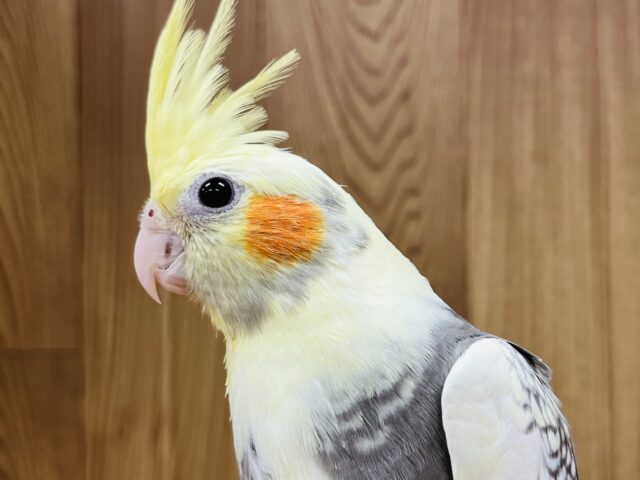 オカメインコ