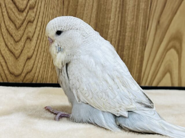 ジャンボセキセイインコ