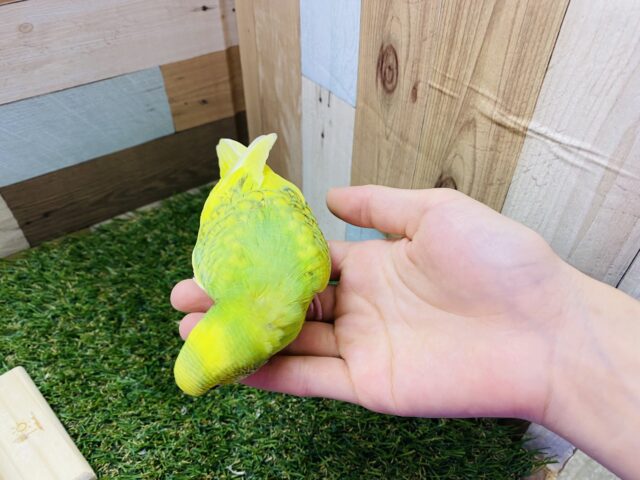 セキセイインコ