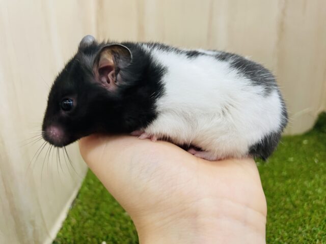 ゴールデンハムスター