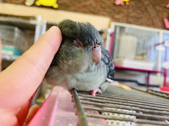 サザナミインコ