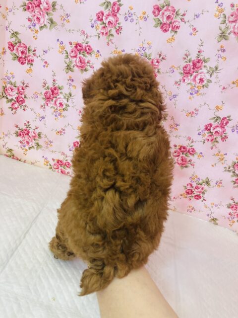 トイプードル