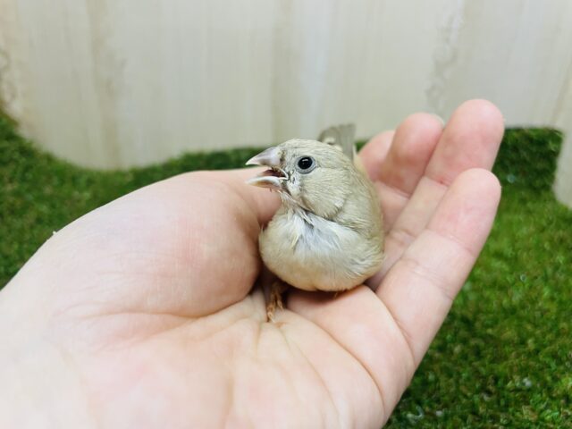 錦花鳥（キンカチョウ）