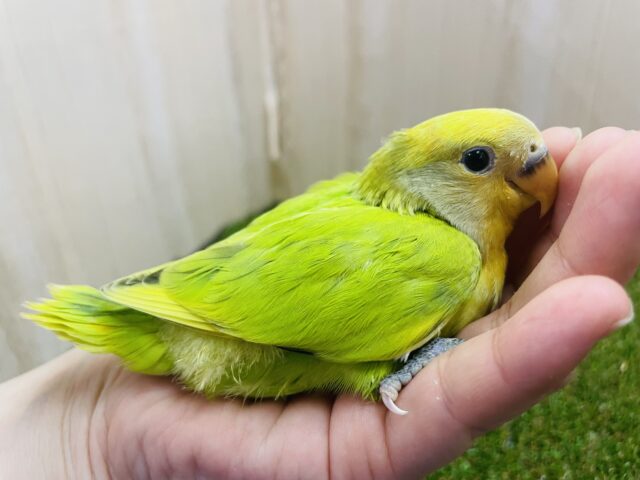 コザクラインコ（小桜インコ）