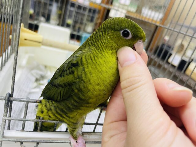 1人餌!最新画像になりますよ⭐️羽ばたけっ!元気っこサザナミさん🫒 サザナミインコ オリーブ ② サザナミインコ