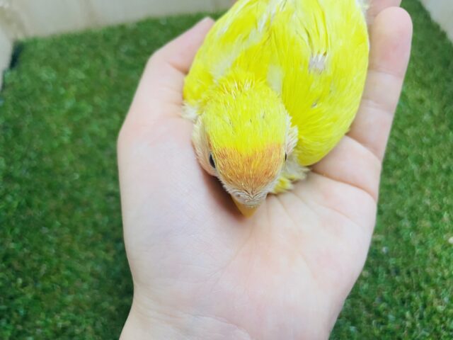 コザクラインコ（小桜インコ）