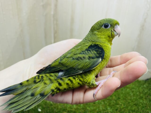 サザナミインコ