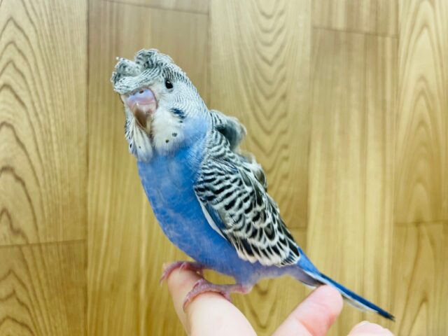 羽衣セキセイインコ