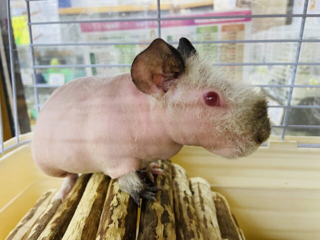 スキニーギニアピッグ