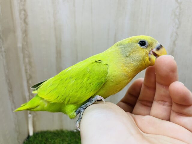 コザクラインコ（小桜インコ）