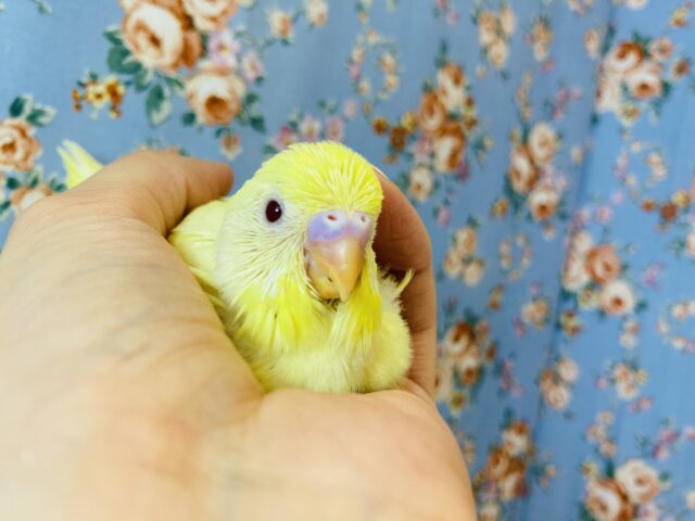 かわいいレモン色のセキセイさんはいかが?🍋手乗りセキセイインコ(ルチノー)🪶✨ セキセイインコ