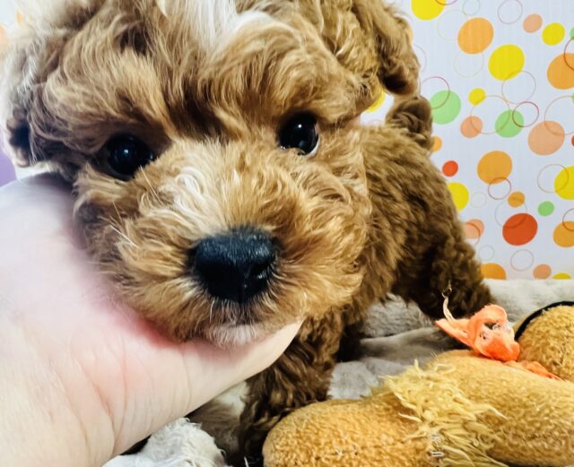 元気いっぱいなプードルが来ました! トイプードル