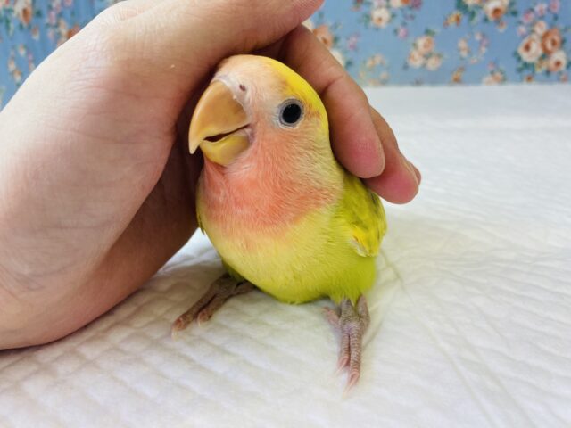 コザクラインコ（小桜インコ）