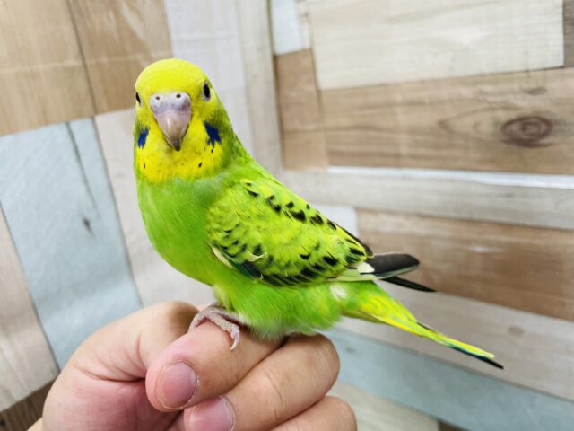 セキセイインコ
