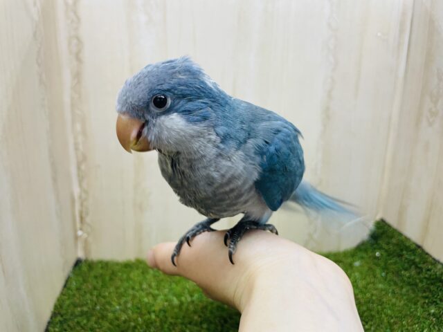 オキナインコ