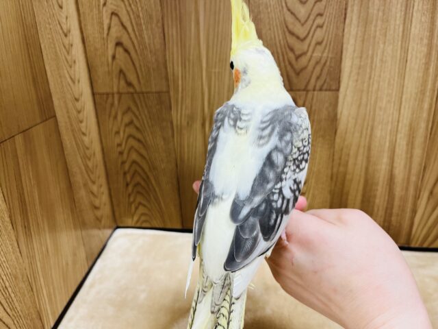 オカメインコ