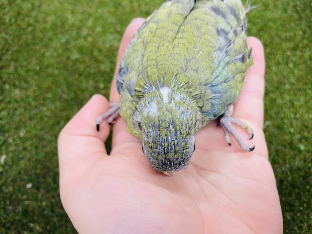 ビセイインコ（美声インコ）