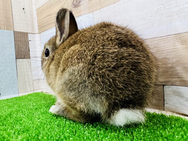 ネザーランドドワーフ