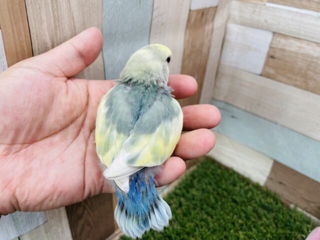 コザクラインコ（小桜インコ）