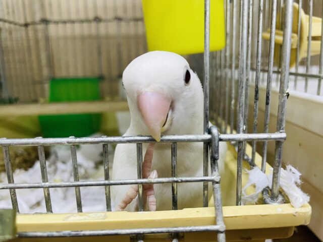 コザクラインコ（小桜インコ）