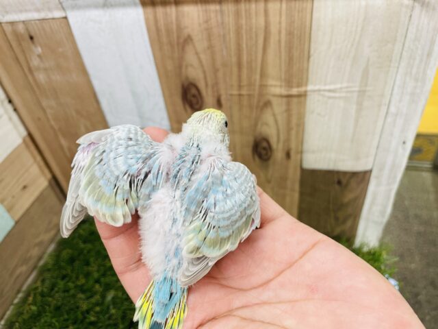 セキセイインコ