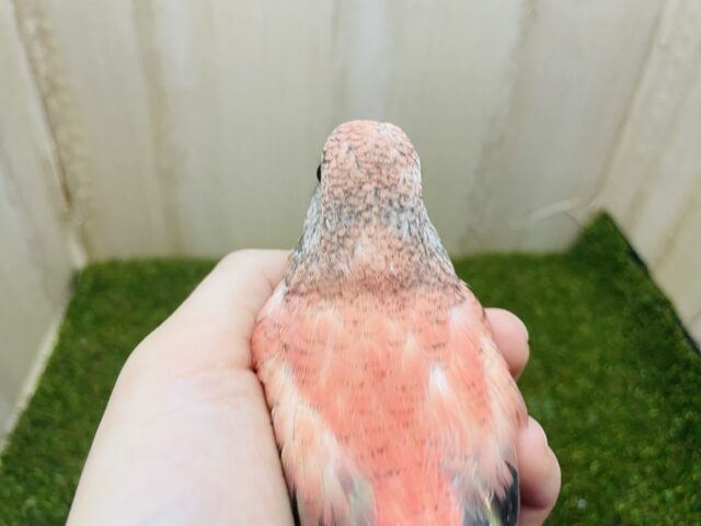アキクサインコ（秋草インコ）