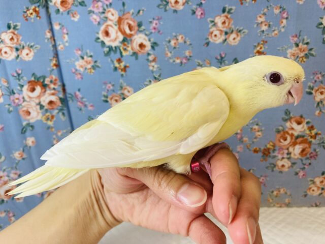 サザナミインコ