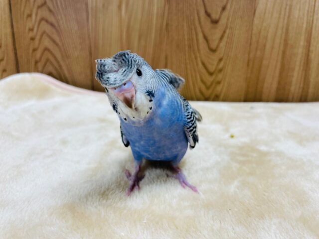 羽衣セキセイインコ
