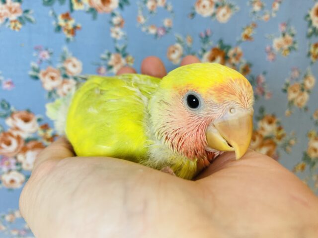 コザクラインコ（小桜インコ）