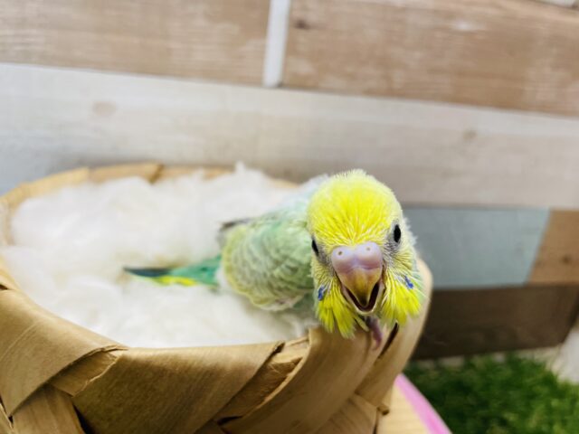 セキセイインコ