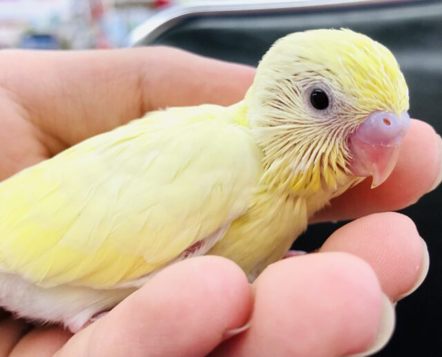 セキセイインコ