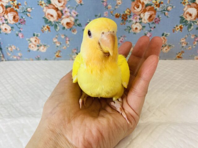 最新画像🌟激推し❤︎元気いっぱいアピールするよ🌞✨手乗りコザクラインコ(ルチノー)🪶✨ コザクラインコ(小桜インコ)
