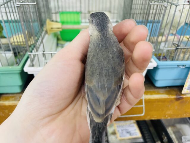 桜文鳥