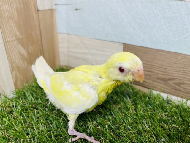 ビセイインコ（美声インコ）