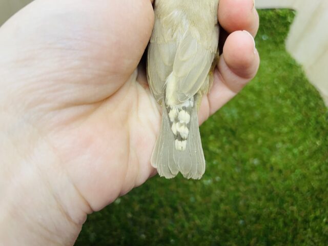 錦花鳥（キンカチョウ）