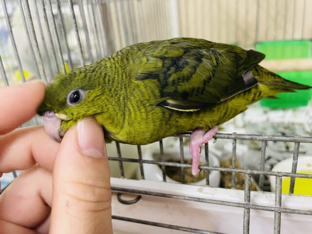 サザナミインコ