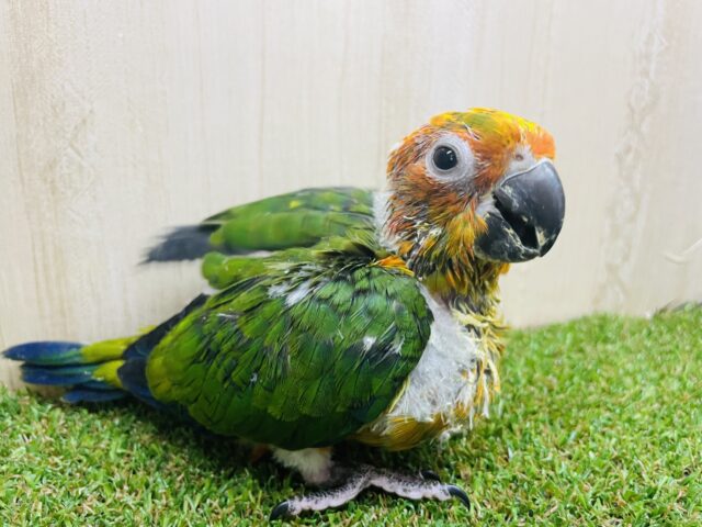コガネメキシコインコ