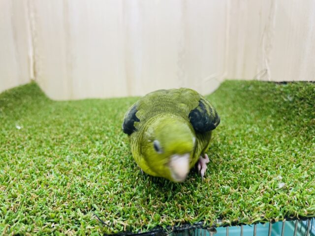 1人餌!最新画像になりますよ⭐️羽ばたけっ!元気っこサザナミさん🫒 サザナミインコ オリーブ ② サザナミインコ