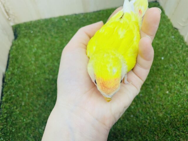 コザクラインコ（小桜インコ）