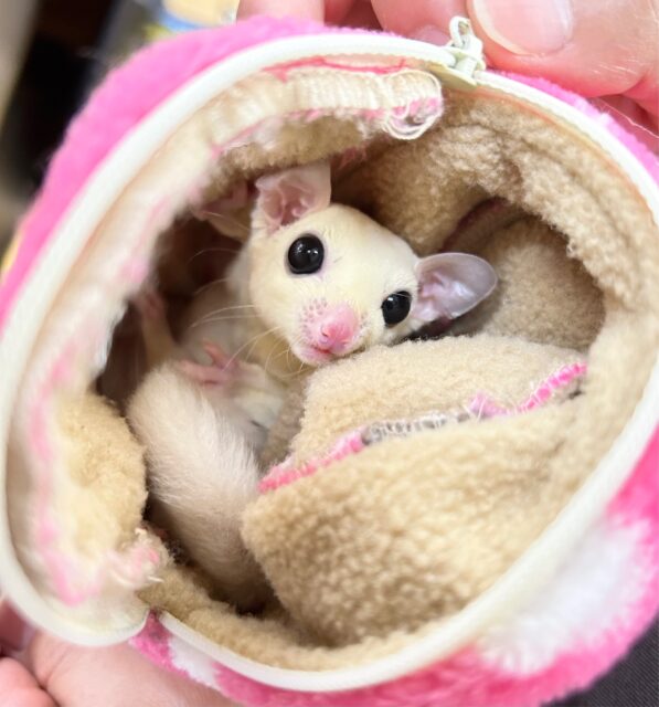 フクロモモンガ