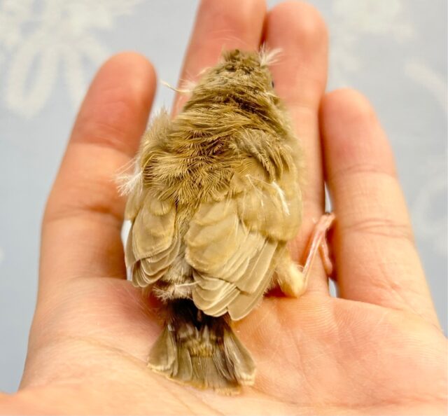 錦花鳥（キンカチョウ）