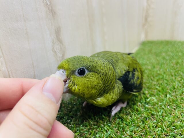 サザナミインコ